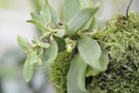 /album/orchideje4/dsc2108-jpg/