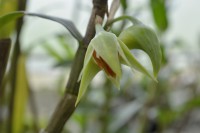 /album/orchideje4/dsc2110-jpg/