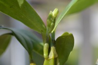 /album/orchideje4/dsc1983-jpg/