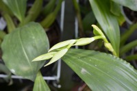 /album/orchideje4/dsc1989-jpg/