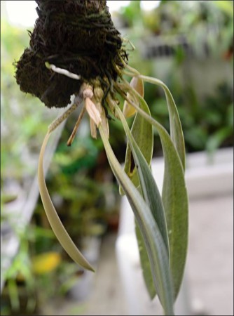 Masdevallia caesia