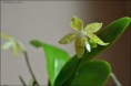 /album/fotogalerie/phal-palens-001-jpg/