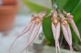 /album/fotogalerie-bulbophyllum/dsc-0119-jpg/
