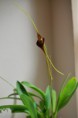 /album/fotogalerie-masdevallia/dsc-0191-jpg/