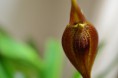 /album/fotogalerie-masdevallia/dsc-0193-jpg/