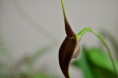/album/fotogalerie-masdevallia/dsc-0194-jpg/