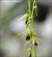 /album/prave-kvete/den-hemimelanoglossum2-jpg/