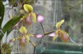 /album/prave-kvete/paph-lowii-jpg/