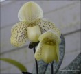 /album/prave-kvete/paph-concolor-jpg/